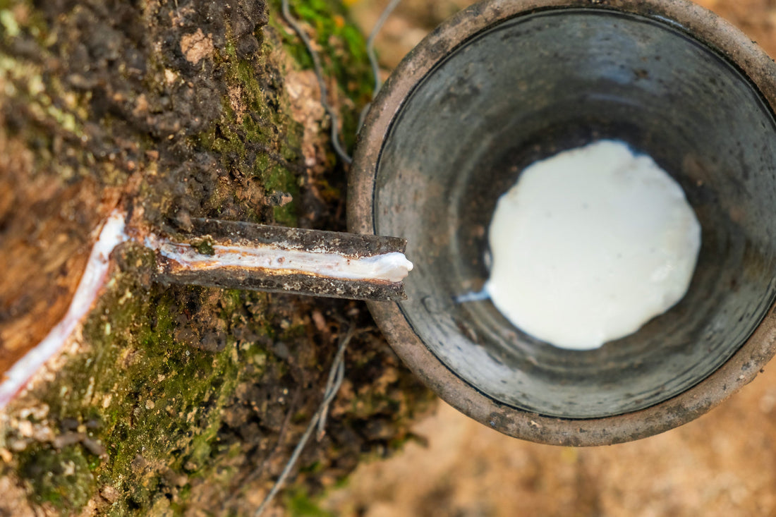 Natural Rubber and Greenwashing in the Mattress Industry