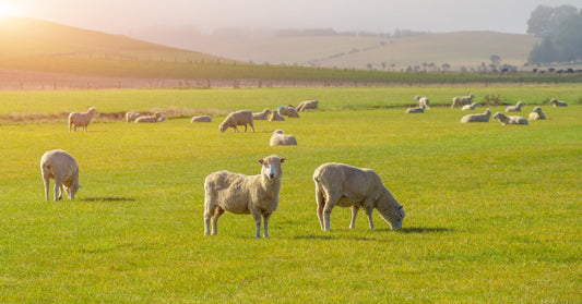 A Bit About the Wool
