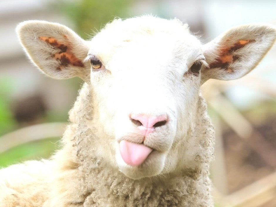 A Bit About the Wool