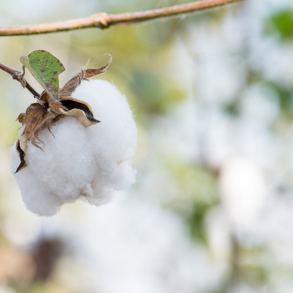 {"widths" => "50, 75, 100, 150, 200, 300, 400, 500, 750, 1000, 1250, 1500, 1750, 2000, 2250, 2500, 2750, 3000, 3200"}